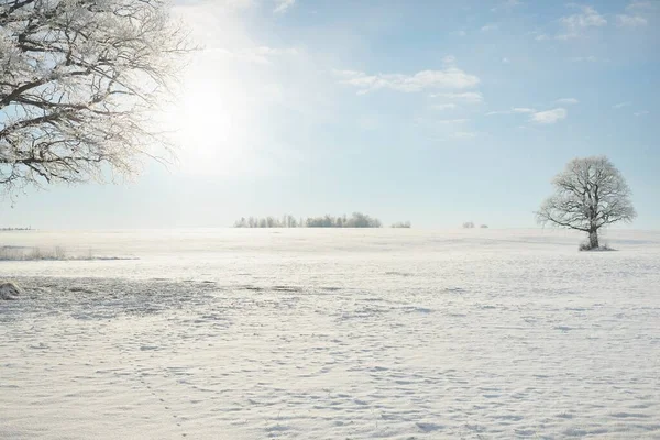 Kudretli meşe ağacı, karla kaplı tarla, taze karda insan izleri. Orman çayırı. Saf güneş ışığı. Kış Harikalar Diyarı. Ekoloji, eko turizm, çevre koruma, noel tatilleri, kayak