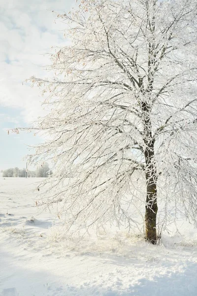 白雪覆盖的树 清澈的阳光 蔚蓝的天空 冬天的仙境生态 生态旅游 环境保护 圣诞节假期 — 图库照片