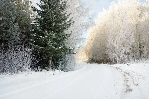 Μονοπάτι Μέσα Από Χιονισμένο Δασικό Πάρκο Μια Ηλιόλουστη Μέρα Αειθαλή — Φωτογραφία Αρχείου