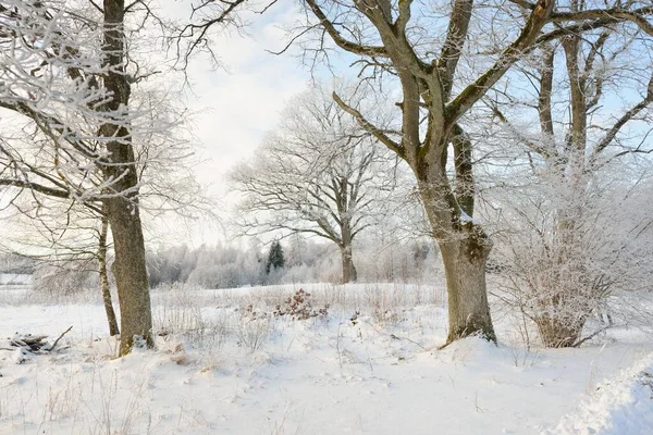 Kırsal Alanda Karla Kaplı Tarlaların Içinden Geçen Köy Yolu Arabadan — Stok fotoğraf