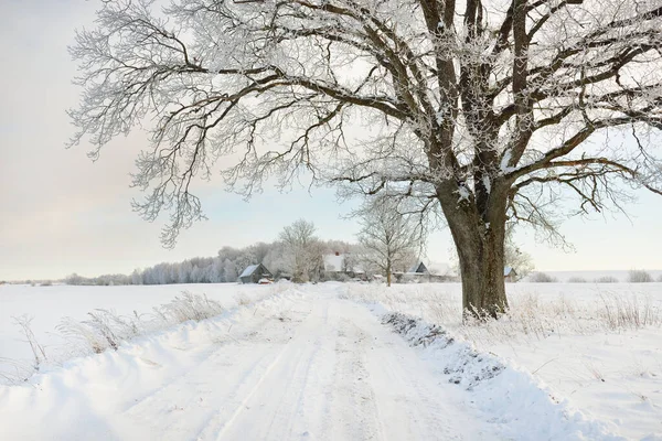 Pathway Snow Covered Fields Village Sunny Day Country Houses Background — 스톡 사진