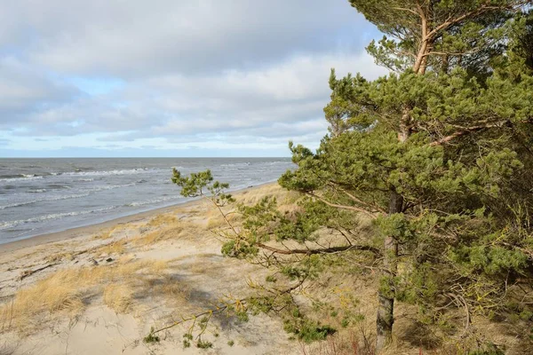 Östersjön Efter Stormen Sanddyner Gyllene Sanddyn Gräs Majestätisk Vintergrön Tallskog — Stockfoto