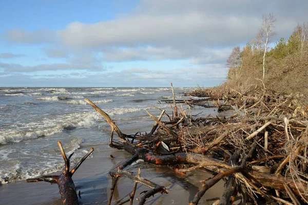 Östersjöns Strand Efter Stormen Sanddyner Vintergrön Skog Fallna Tallar Trädstammar — Stockfoto