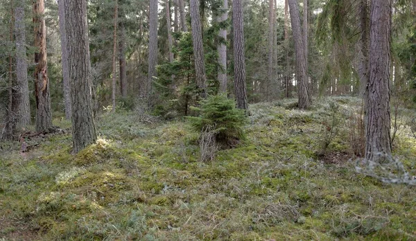 Majestätischer Immergrüner Wald Mächtige Kiefern Und Fichten Moos Farne Pflanzen — Stockfoto