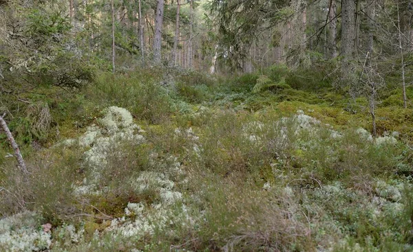 Majestic Evergreen Forest Mighty Pine Spruce Trees Moss Fern Plants —  Fotos de Stock