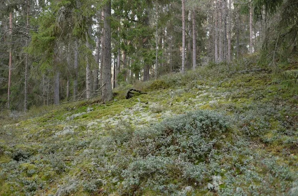 Μεγαλοπρεπές Καταπράσινο Δάσος Πεύκα Και Έλατο Βρύα Φτέρη Φυτά Μαλακό — Φωτογραφία Αρχείου