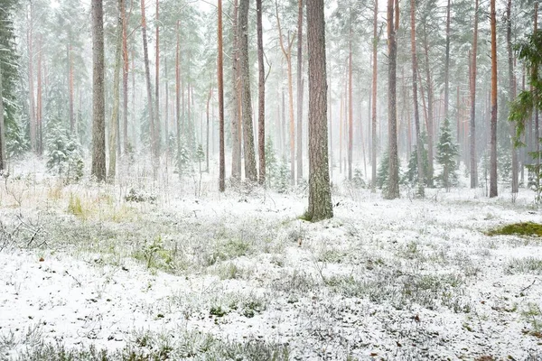 Snow Covered Pine Tree Forest Blizzard Mighty Evergreen Trees Close — Foto de Stock