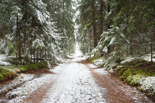 Pathway Rural Road Natural Tunnel Majestic Snow Covered Evergreen Forest — Fotografia de Stock