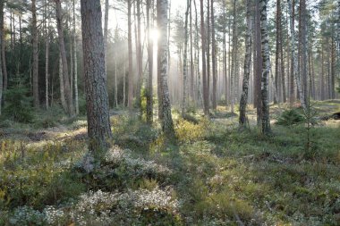 Görkemli Evergreen Ormanı. Güçlü çam ve çam ağaçları, yosun, eğrelti otu, bitkiler. Yumuşak güneş ışığı. Baharın başında. Saf doğa. Ekoloji, yürüyüş, temiz hava, sağlıklı yaşam tarzı kavramları.