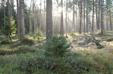 Görkemli Evergreen Ormanı. Güçlü çam ve çam ağaçları, yosun, eğrelti otu, bitkiler. Yumuşak güneş ışığı. Baharın başında. Saf doğa. Ekoloji, yürüyüş, temiz hava, sağlıklı yaşam tarzı kavramları.