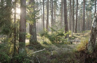 Görkemli Evergreen Ormanı. Güçlü çam ve çam ağaçları, yosun, eğrelti otu, bitkiler. Yumuşak güneş ışığı. Baharın başında. Saf doğa. Ekoloji, yürüyüş, temiz hava, sağlıklı yaşam tarzı kavramları.