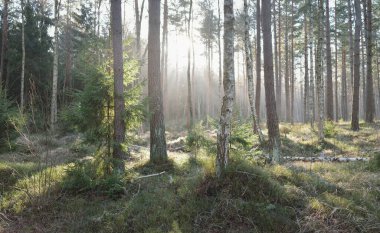 Görkemli Evergreen Ormanı. Güçlü çam ve çam ağaçları, yosun, eğrelti otu, bitkiler. Yumuşak güneş ışığı. Baharın başında. Saf doğa. Ekoloji, yürüyüş, temiz hava, sağlıklı yaşam tarzı kavramları.