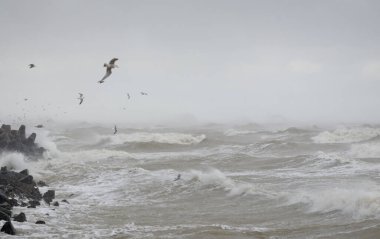 Sis içindeki Baltık Denizi. Dalgalar, su sıçratma, fırtına. Dalgalar, uçan martılar. Resimli panoramik monokrom manzarası, deniz manzarası. Doğa, çevre, sert hava, tehlike