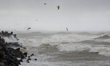 Sis içindeki Baltık Denizi. Dalgalar, su sıçratma, fırtına. Dalgalar, uçan martılar. Resimli panoramik monokrom manzarası, deniz manzarası. Doğa, çevre, sert hava, tehlike