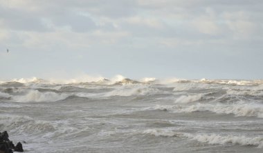 Sis içindeki Baltık Denizi. Dalgalar, su sıçratma, fırtına. Dalgalar, uçan martılar. Resimli panoramik monokrom manzarası, deniz manzarası. Doğa, çevre, sert hava, tehlike