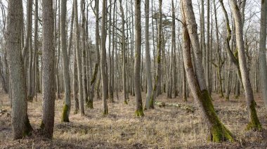 Orman parkına giden yol. Sonbahar renkleri, yumuşak güneş ışığı. Güçlü ağaçlar, kuru bitkiler, yosun, altın yapraklar. Baharın başında. Atmosferik manzara. Doğa, çevre. Panoramik görünüm