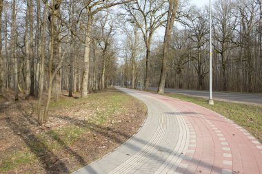 Orman parkında modern virajlı yaya yolu ve bisiklet yolu. Baharın başında. Güçlü ağaçlar, kuru altın yapraklar. Doğa, ekoloji, eğlence, kuzey yürüyüşü, bisiklet, yürüyüş, eko-turizm