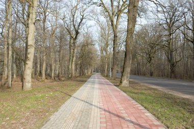 Orman parkında modern virajlı yaya yolu ve bisiklet yolu. Baharın başında. Güçlü ağaçlar, kuru altın yapraklar. Doğa, ekoloji, eğlence, kuzey yürüyüşü, bisiklet, yürüyüş, eko-turizm