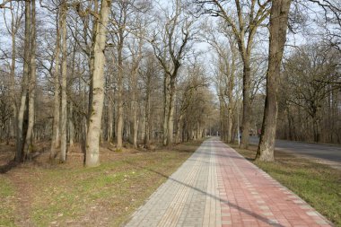 Orman parkında modern virajlı yaya yolu ve bisiklet yolu. Baharın başında. Güçlü ağaçlar, kuru altın yapraklar. Doğa, ekoloji, eğlence, kuzey yürüyüşü, bisiklet, yürüyüş, eko-turizm