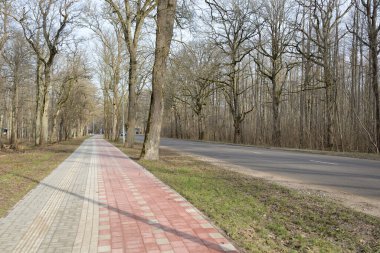 Orman parkında modern virajlı yaya yolu ve bisiklet yolu. Baharın başında. Güçlü ağaçlar, kuru altın yapraklar. Doğa, ekoloji, eğlence, kuzey yürüyüşü, bisiklet, yürüyüş, eko-turizm