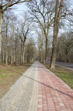 Orman parkında modern virajlı yaya yolu ve bisiklet yolu. Baharın başında. Güçlü ağaçlar, kuru altın yapraklar. Doğa, ekoloji, eğlence, kuzey yürüyüşü, bisiklet, yürüyüş, eko-turizm