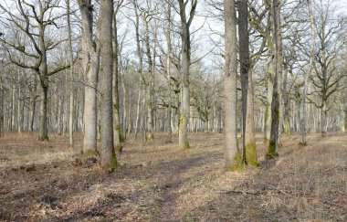 Orman parkına giden yol. Sonbahar renkleri, yumuşak güneş ışığı. Güçlü ağaçlar, kuru bitkiler, yosun, altın yapraklar. Baharın başında. Atmosferik manzara. Doğa, çevre. Panoramik görünüm