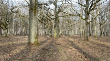 Orman parkına giden yol. Sonbahar renkleri, yumuşak güneş ışığı. Güçlü ağaçlar, kuru bitkiler, yosun, altın yapraklar. Baharın başında. Atmosferik manzara. Doğa, çevre. Panoramik görünüm