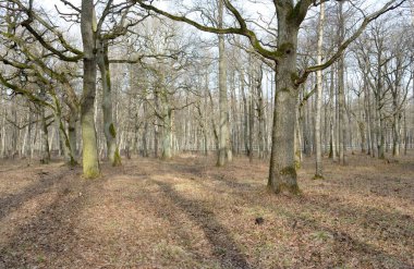 Orman parkına giden yol. Sonbahar renkleri, yumuşak güneş ışığı. Güçlü ağaçlar, kuru bitkiler, yosun, altın yapraklar. Baharın başında. Atmosferik manzara. Doğa, çevre. Panoramik görünüm