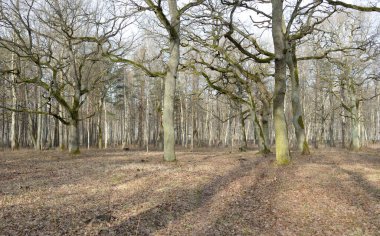 Orman parkına giden yol. Sonbahar renkleri, yumuşak güneş ışığı. Güçlü ağaçlar, kuru bitkiler, yosun, altın yapraklar. Baharın başında. Atmosferik manzara. Doğa, çevre. Panoramik görünüm