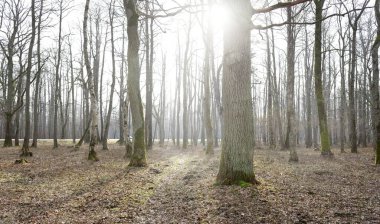 Orman parkına giden yol. Sonbahar renkleri, yumuşak güneş ışığı. Güçlü ağaçlar, kuru bitkiler, yosun, altın yapraklar. Baharın başında. Atmosferik manzara. Doğa, çevre. Panoramik görünüm