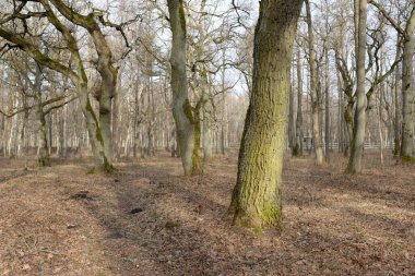 Orman parkına giden yol. Sonbahar renkleri, yumuşak güneş ışığı. Güçlü ağaçlar, kuru bitkiler, yosun, altın yapraklar. Baharın başında. Atmosferik manzara. Doğa, çevre. Panoramik görünüm