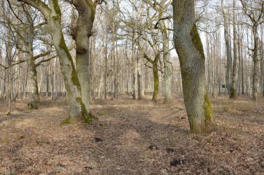 Orman parkına giden yol. Sonbahar renkleri, yumuşak güneş ışığı. Güçlü ağaçlar, kuru bitkiler, yosun, altın yapraklar. Baharın başında. Atmosferik manzara. Doğa, çevre. Panoramik görünüm