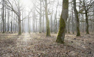 Orman parkına giden yol. Sonbahar renkleri, yumuşak güneş ışığı. Güçlü ağaçlar, kuru bitkiler, yosun, altın yapraklar. Baharın başında. Atmosferik manzara. Doğa, çevre. Panoramik görünüm
