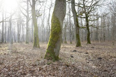 Orman parkına giden yol. Sonbahar renkleri, yumuşak güneş ışığı. Güçlü ağaçlar, kuru bitkiler, yosun, altın yapraklar. Baharın başında. Atmosferik manzara. Doğa, çevre. Panoramik görünüm