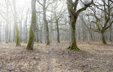 Orman parkına giden yol. Sonbahar renkleri, yumuşak güneş ışığı. Güçlü ağaçlar, kuru bitkiler, yosun, altın yapraklar. Baharın başında. Atmosferik manzara. Doğa, çevre. Panoramik görünüm