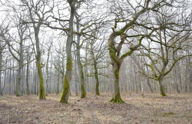 Orman parkına giden yol. Sonbahar renkleri, yumuşak güneş ışığı. Güçlü ağaçlar, kuru bitkiler, yosun, altın yapraklar. Baharın başında. Atmosferik manzara. Doğa, çevre. Panoramik görünüm