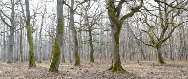 Orman parkına giden yol. Sonbahar renkleri, yumuşak güneş ışığı. Güçlü ağaçlar, kuru bitkiler, yosun, altın yapraklar. Baharın başında. Atmosferik manzara. Doğa, çevre. Panoramik görünüm