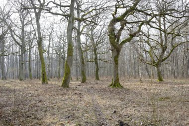 Orman parkına giden yol. Sonbahar renkleri, yumuşak güneş ışığı. Güçlü ağaçlar, kuru bitkiler, yosun, altın yapraklar. Baharın başında. Atmosferik manzara. Doğa, çevre. Panoramik görünüm