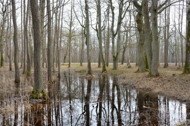 Orman parkına giden yol. Sonbahar renkleri, yumuşak güneş ışığı. Güçlü ağaçlar, kuru bitkiler, yosun, altın yapraklar. Baharın başında. Atmosferik manzara. Doğa, çevre. Panoramik görünüm