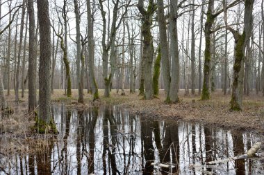Orman parkına giden yol. Sonbahar renkleri, yumuşak güneş ışığı. Güçlü ağaçlar, kuru bitkiler, yosun, altın yapraklar. Baharın başında. Atmosferik manzara. Doğa, çevre. Panoramik görünüm
