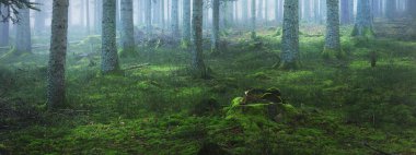 Sis içindeki esrarengiz yeşil orman. Güçlü çam ağaçları, yosun, eğrelti otu, bitkiler. Fransa, Avrupa. Karanlık atmosferik sonbahar manzarası. Panoramik manzara. Ekoloji, ekoloji, mevsimler, doğa. Fantezi, sihir