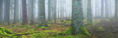 Sis içindeki esrarengiz yeşil orman. Güçlü çam ağaçları, yosun, eğrelti otu, bitkiler. Fransa, Avrupa. Karanlık atmosferik sonbahar manzarası. Panoramik manzara. Ekoloji, ekoloji, mevsimler, doğa. Fantezi, sihir
