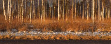 Gün batımında huş ağacı ormanı. Güçlü ağaçlar. İlk kar, kışın başında. Yumuşak güneş ışığı. Doğa, mevsimler, eko-turizm