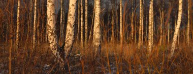 Gün batımında huş ağacı ormanı. Güçlü ağaçlar. İlk kar, kışın başında. Yumuşak güneş ışığı. Doğa, mevsimler, eko-turizm