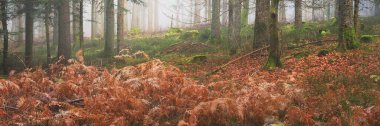 Sis içindeki esrarengiz yeşil orman. Güçlü çam ağaçları, yosun, eğrelti otu, bitkiler. Fransa, Avrupa. Karanlık atmosferik sonbahar manzarası. Panoramik manzara. Ekoloji, ekoloji, mevsimler, doğa. Fantezi, sihir