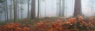 Sis içindeki gizemli yeşil ormanın içinden geçen toprak yol. Güçlü çam ağaçları, yosunlar, mavi ışıkta yetişen bitkiler. Fransa, Avrupa. Karanlık atmosferik sonbahar manzarası. Mevsimler, doğa. Fantezi, sihir