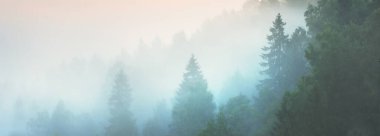 Sabahın sisli bulutlarında ebediyen yeşil çam ağacı ormanının ve nehrin nefes kesici panoramik manzarası. Peri sonbahar manzarası. Gauja Ulusal Parkı, Sigulda, Letonya. Doğa, mevsimler