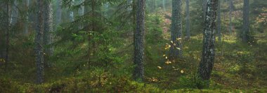 Görkemli çam ormanının içinden sisli bir yol. Yumuşak güneş ışığı, güneş ışınları. Panoramik görünüm