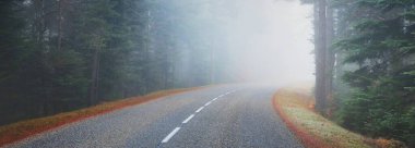 Asfalt yolu (karayolu) sisli bir çam ormanının içinden geçer. Fransız Alsace, Fransa. Atmosferik sonbahar manzarası. Seyahat yerleri, tatiller, özgürlük, eko-turizm, saf doğa. Panoramik görünüm