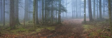 Sis içindeki esrarengiz yeşil orman. Güçlü çam ağaçları, yosun, eğrelti otu, bitkiler. Fransa, Avrupa. Karanlık atmosferik sonbahar manzarası. Panoramik manzara. Ekoloji, ekoloji, mevsimler, doğa. Fantezi, sihir